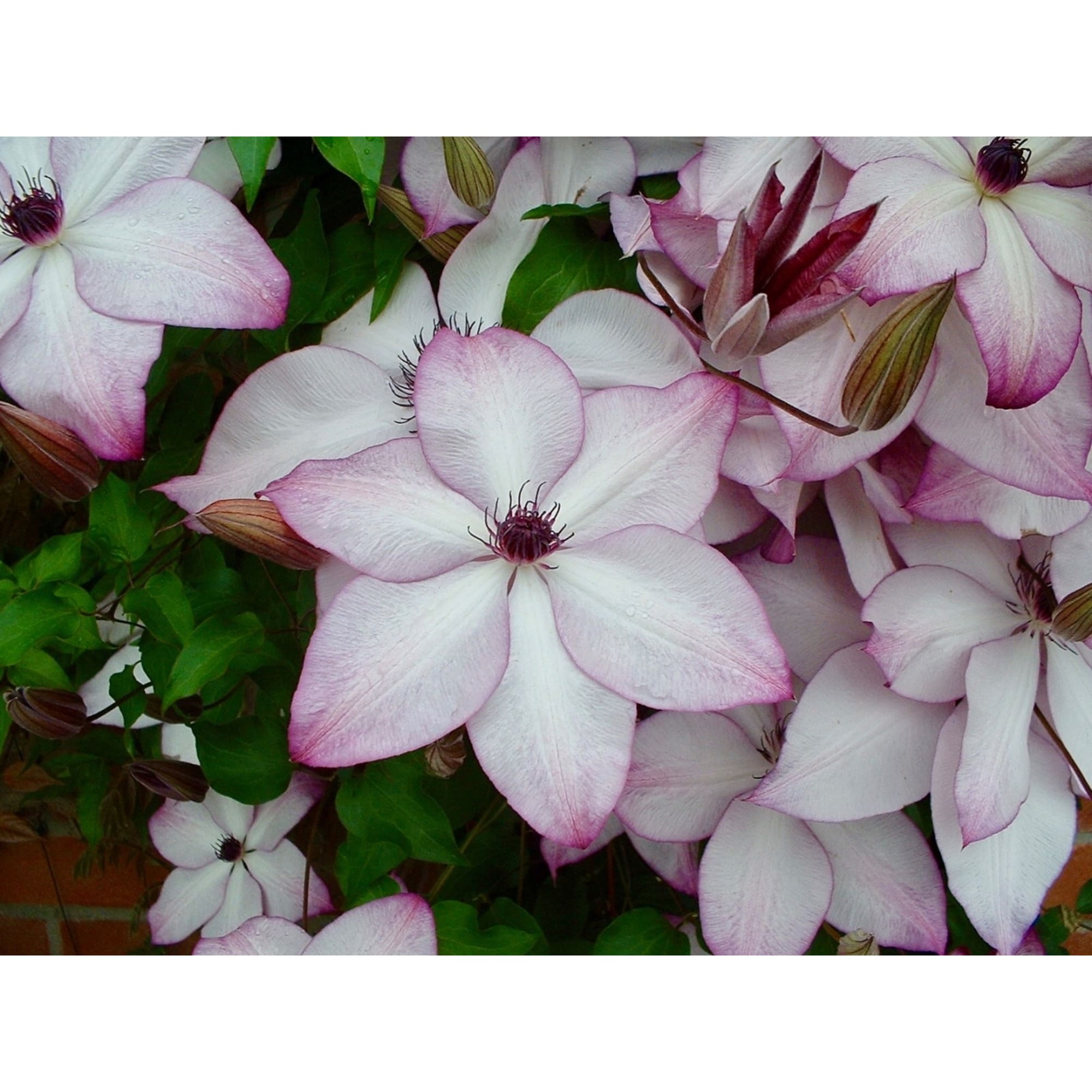 85324328 Клематис крупноцветковый Утопия ø17 h50 см Santreyd  - Вид №1