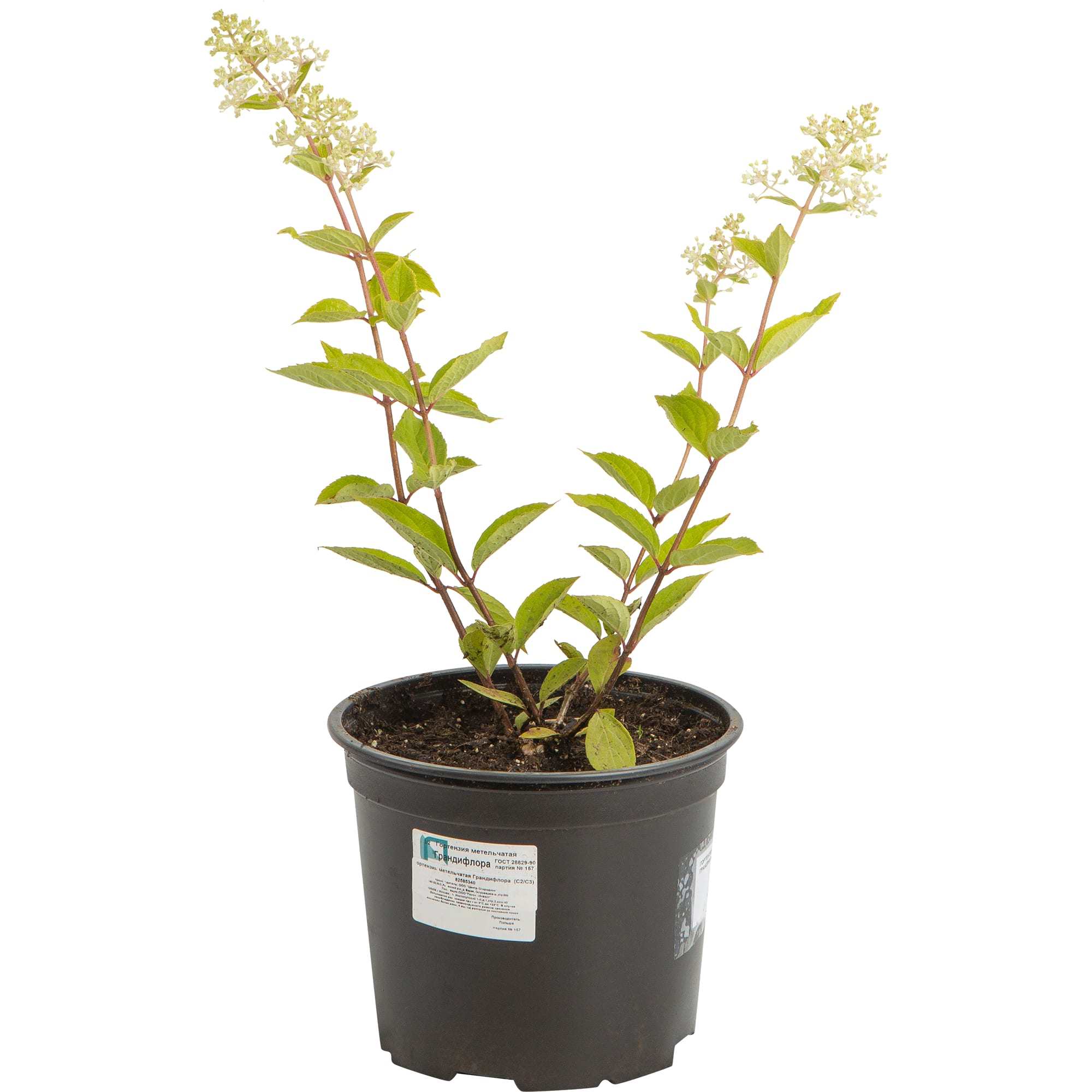 82585340 Гортензия метельчатая «Грандифлора» 17x30 см Santreyd 