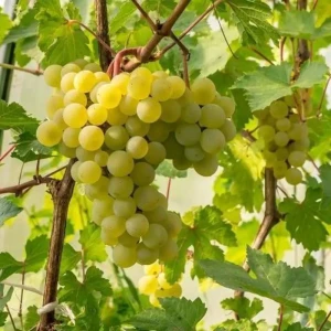 Виноград Фрумоаса Албэ ø15 h65 см Кутепово 84405872 STLM-2129973