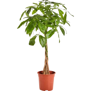 Пахира «Акватика» 19x80 см 82703978 STLM-2189398