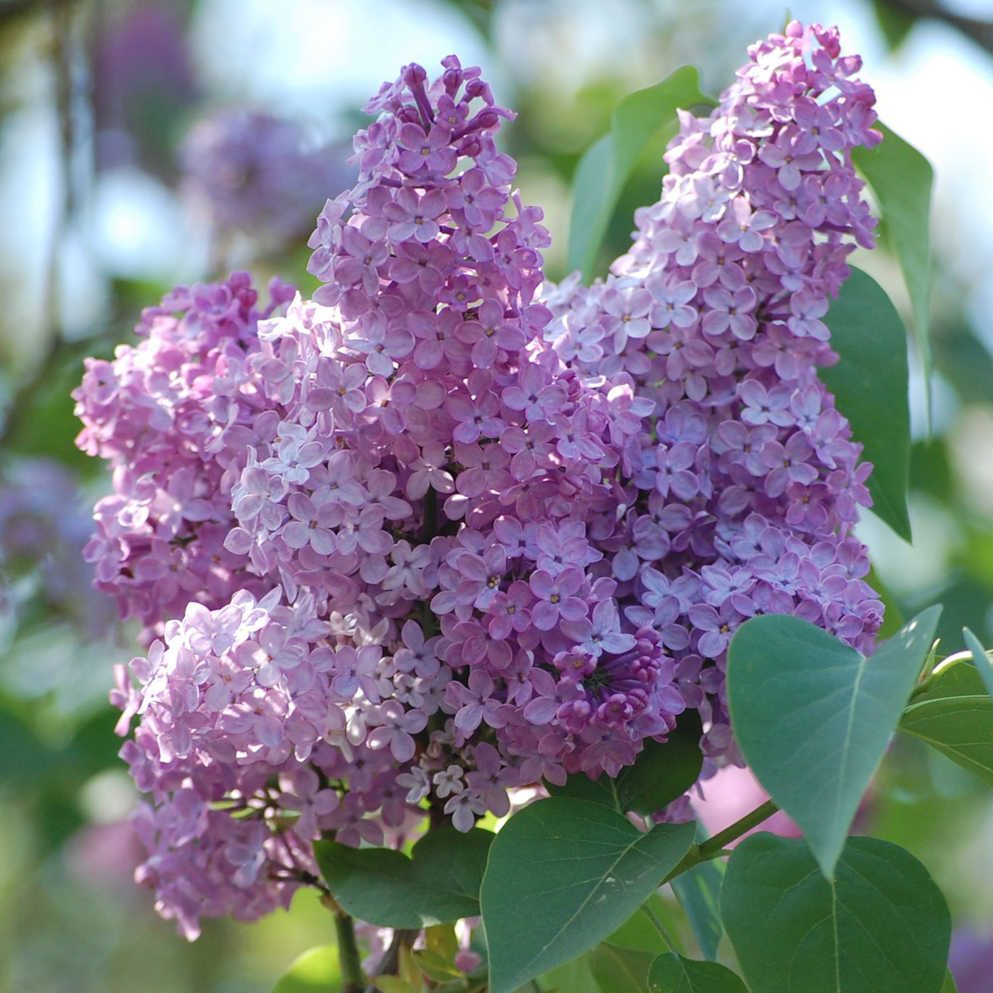 81954834 Сирень обыкновенная С2 h40 Santreyd  - Вид №3