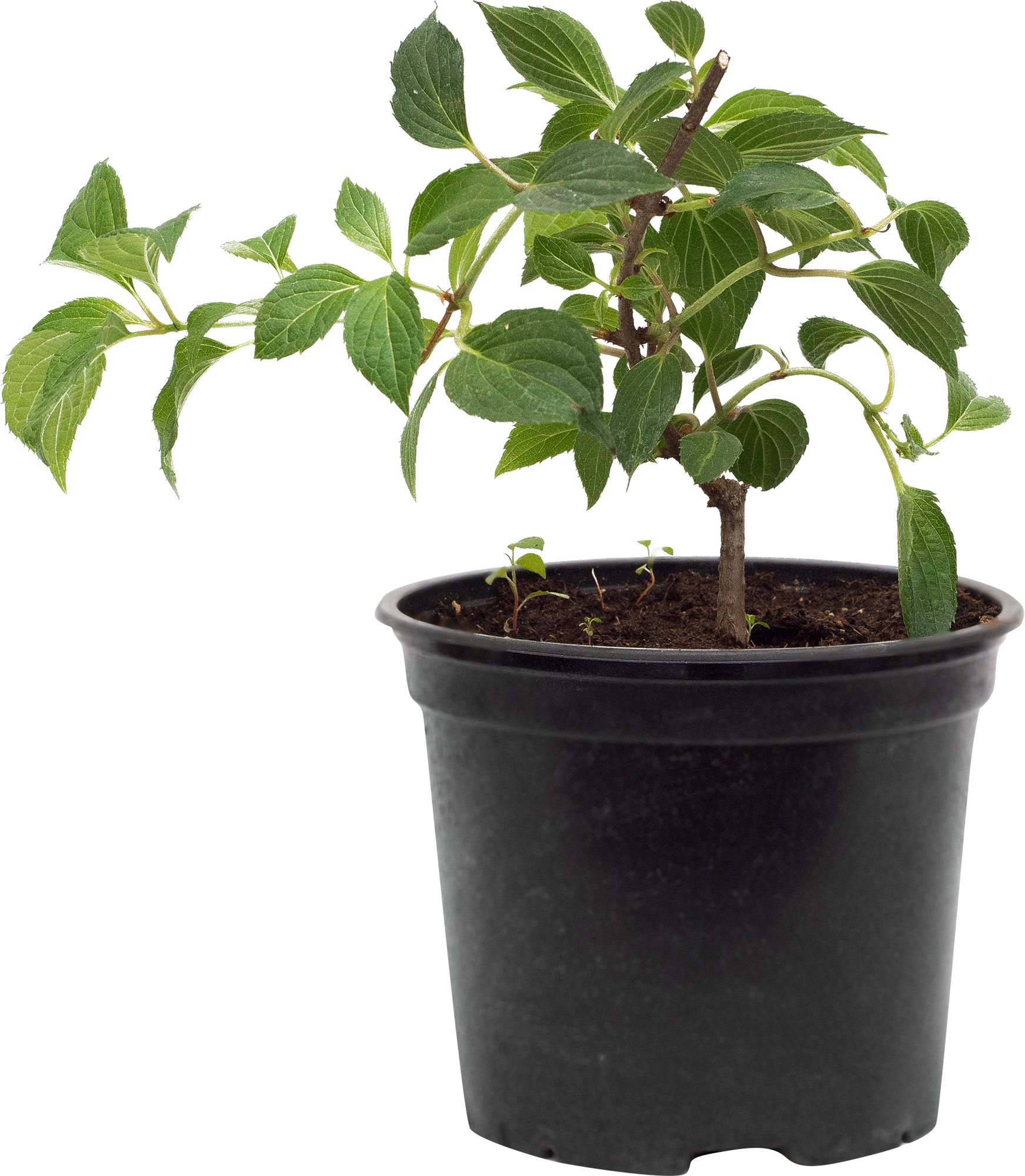 Гортензия метельчатая Кьюшу от Santreyd - саженец с ароматными белыми соцветиями 18016123 STLM-0009252