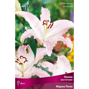 Лилия восточная «Марко Поло», высота 50 см, 1 шт. 82000188 STLM-2181474