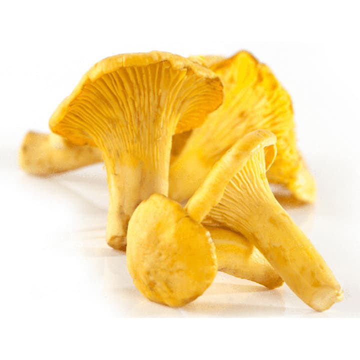 Лисички Santreyd 4475 - Вид №1