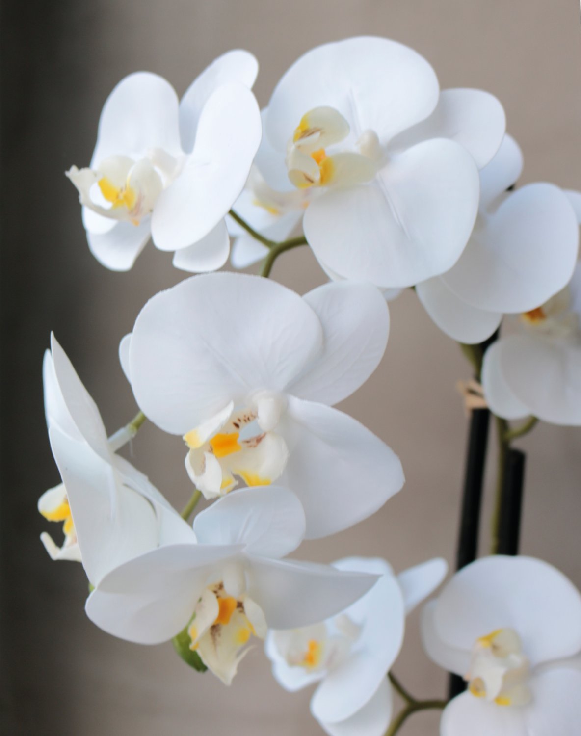 2777 778 a3 Пластиковая орхидея Phalaenopsis, 2-х кратная, горшечная, 45 см, real touch, бежево-белая H-andreas  - Вид №6