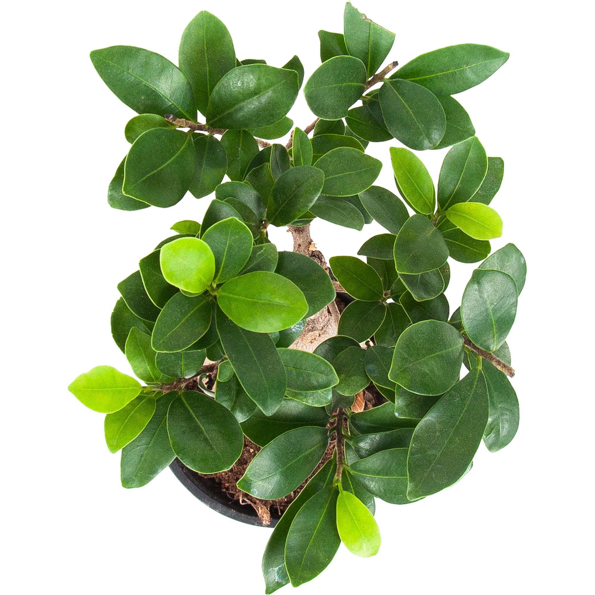 82850362 Фикус микрокарпа "Гинсенг" 12х30 см Santreyd  - Вид №1