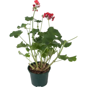 Santreyd Пеларгония зональная - пышное цветение с весны до осени 12511721