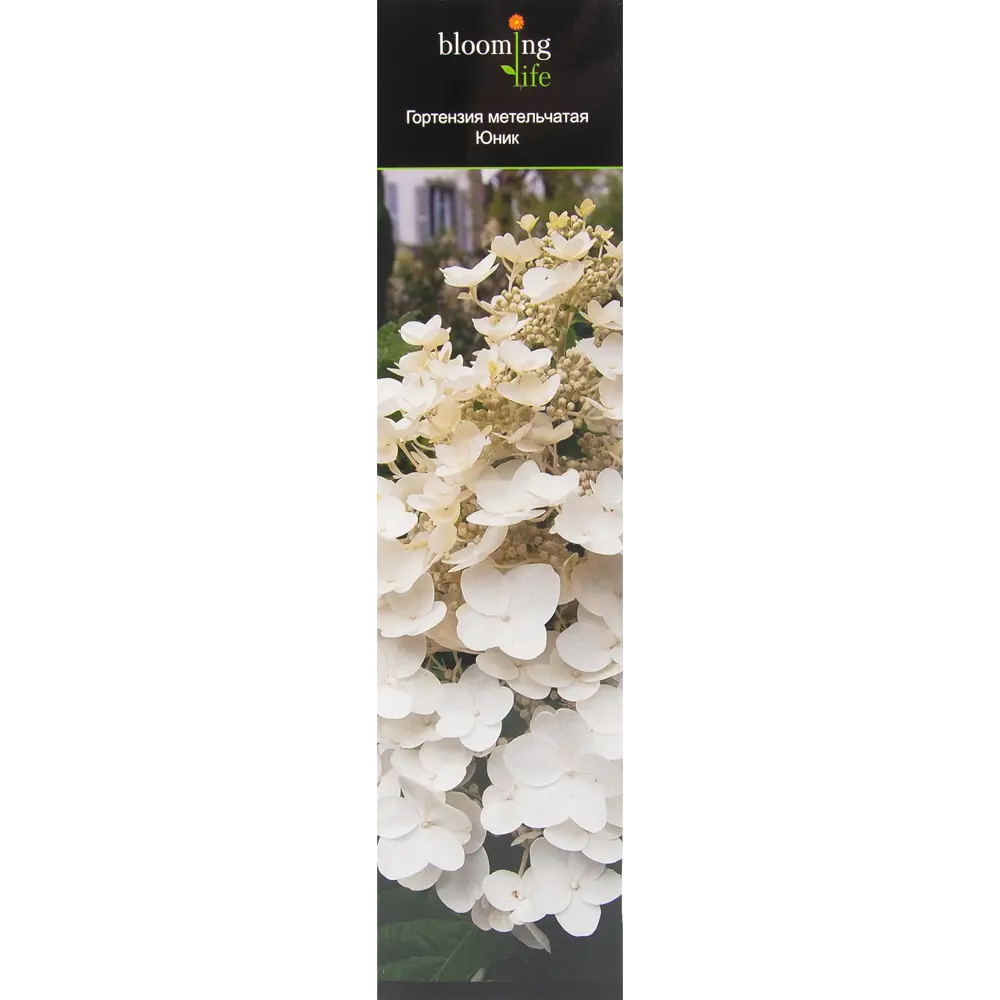 Гортензия метельчатая Юник в тубе 82539524 STLM-2182139 BLOOMING LIFE 