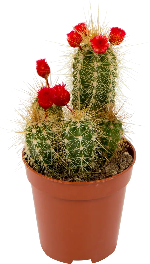 Santreyd: Голландский микс кактусов для современного интерьера 82548639