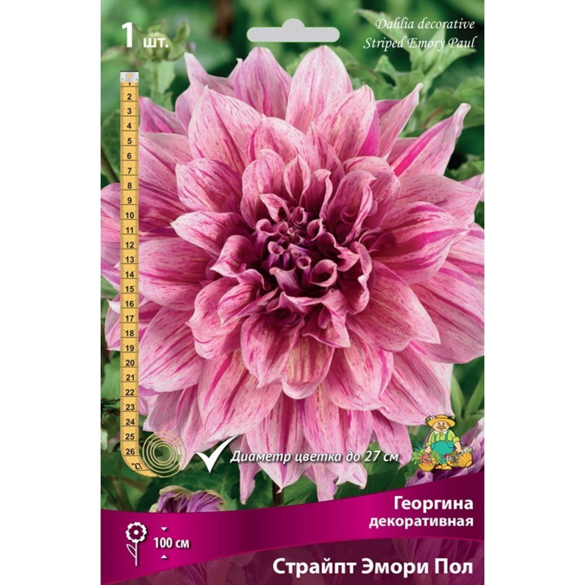 83593823 Георгина декоративная Страйпт Эмори Пол луковица I Santreyd 