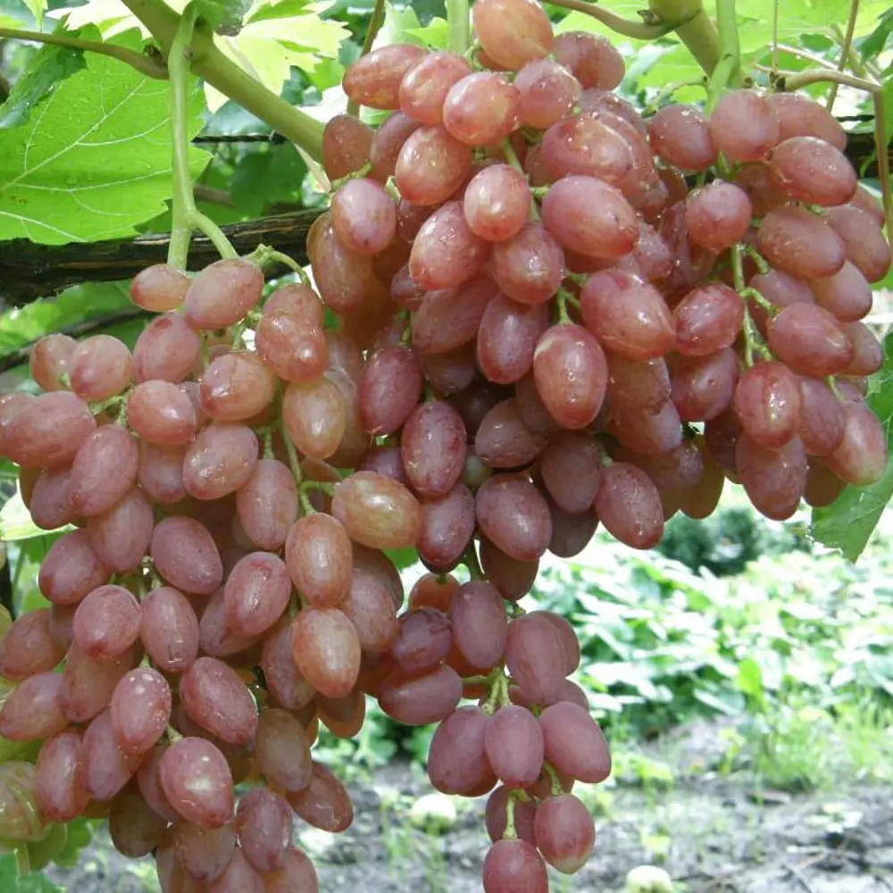 Виноград плодовый Киш-Миш С2 «Лучистый» h50 81954905 STLM-2060544 Santreyd 