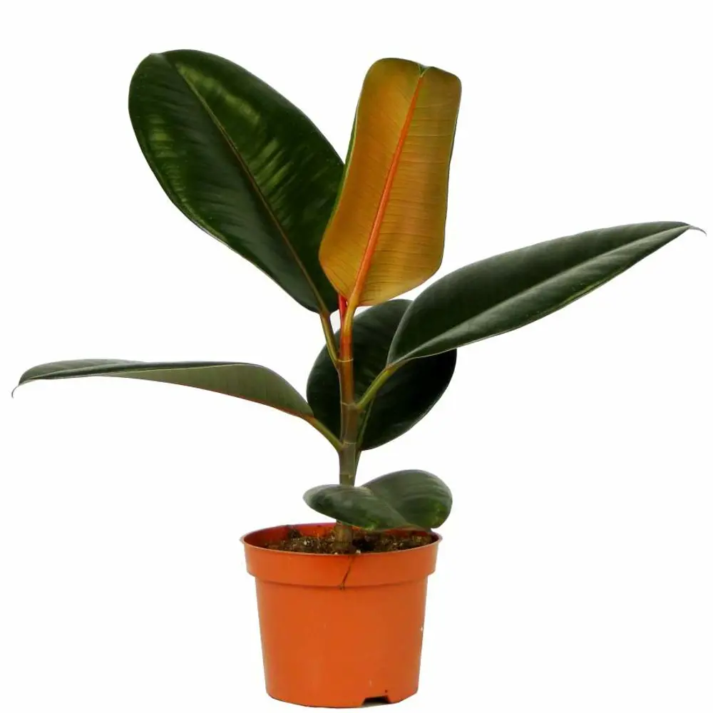 Фикус Эластика Абиджан - комнатное растение с крупными зелеными листьями 89434775 Santreyd STLM-1585282