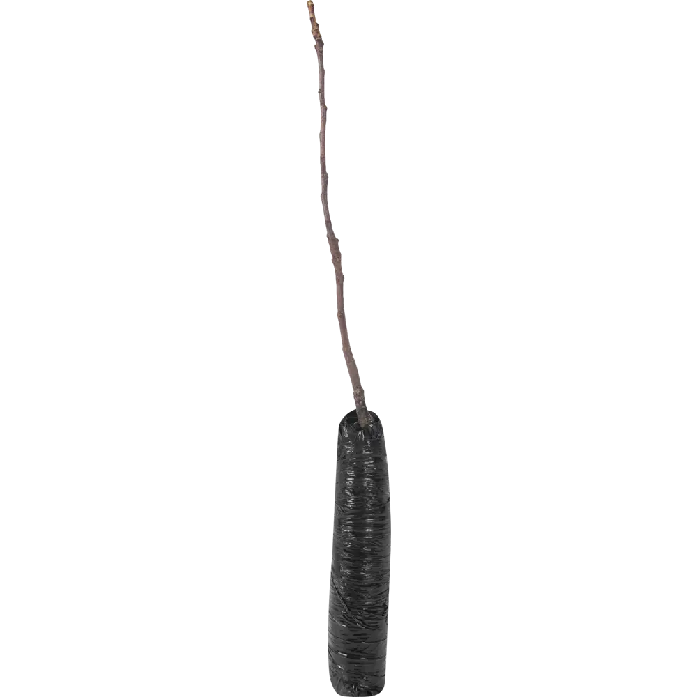 Яблоня Имант в тубе 82539585 STLM-2006025 BOTANIC COLLECTION  - Вид №1