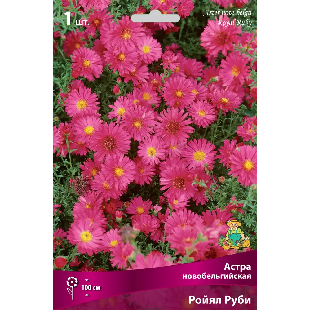 Астра новобельгийская «Ройял Руби» разбор I 82661821 STLM-2110372 Santreyd 