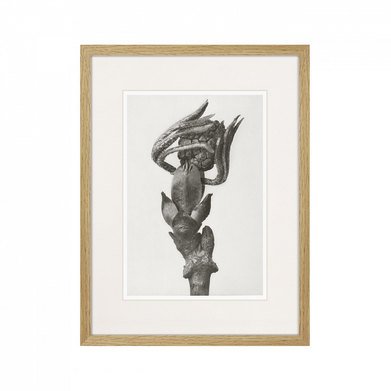 Литография на тонированной бумаге 42х32 см Botanical philosophy of forms №2, 1912г. КАРТИНЫ В КВАРТИРУ  264876 Бежевый;зеленый;коричневый;разноцветный  - Вид №1