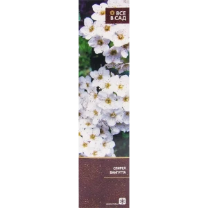 Спирея вангутта в тубе 82539520 STLM-2172654