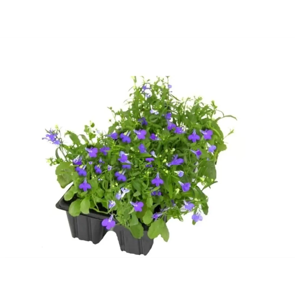 Лобелия в кассете 4 шт 82585358 STLM-2206003 Santreyd 