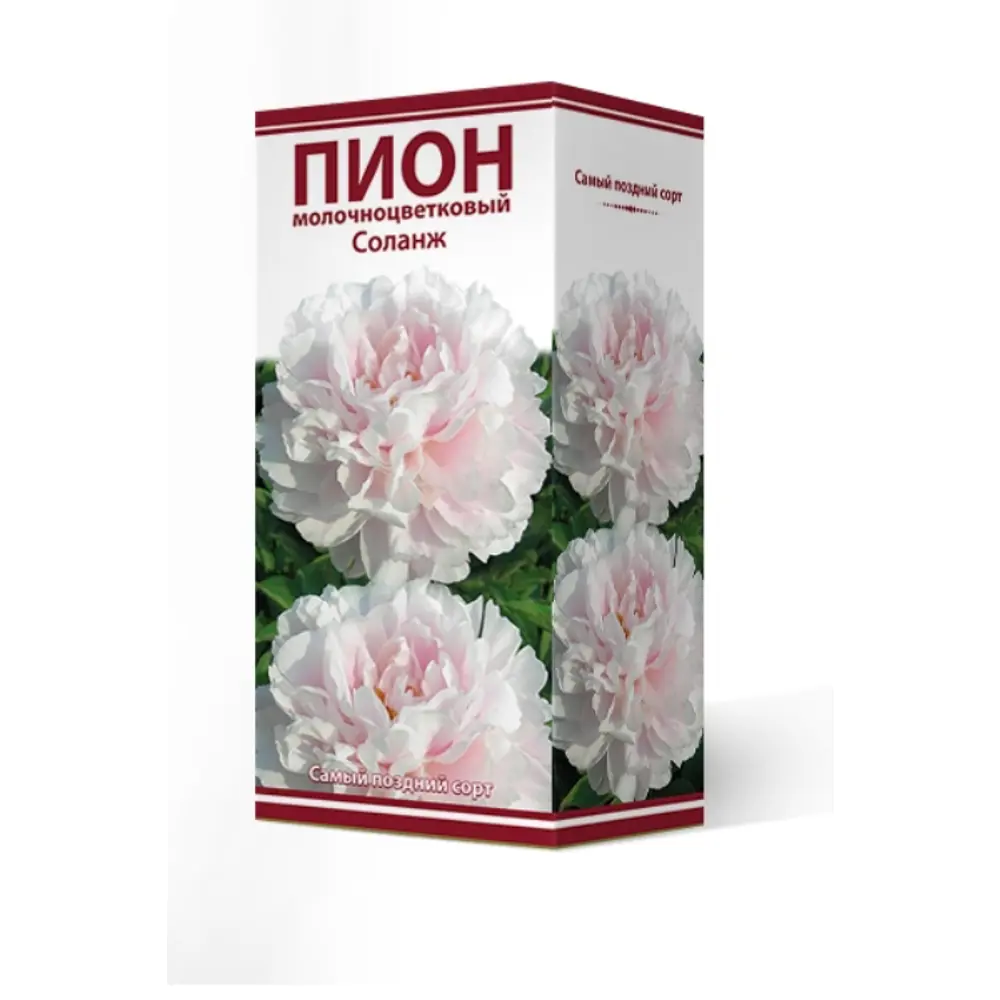Пион травянистый Соланж луковица 2-3 83600323 STLM-2098577 Santreyd 