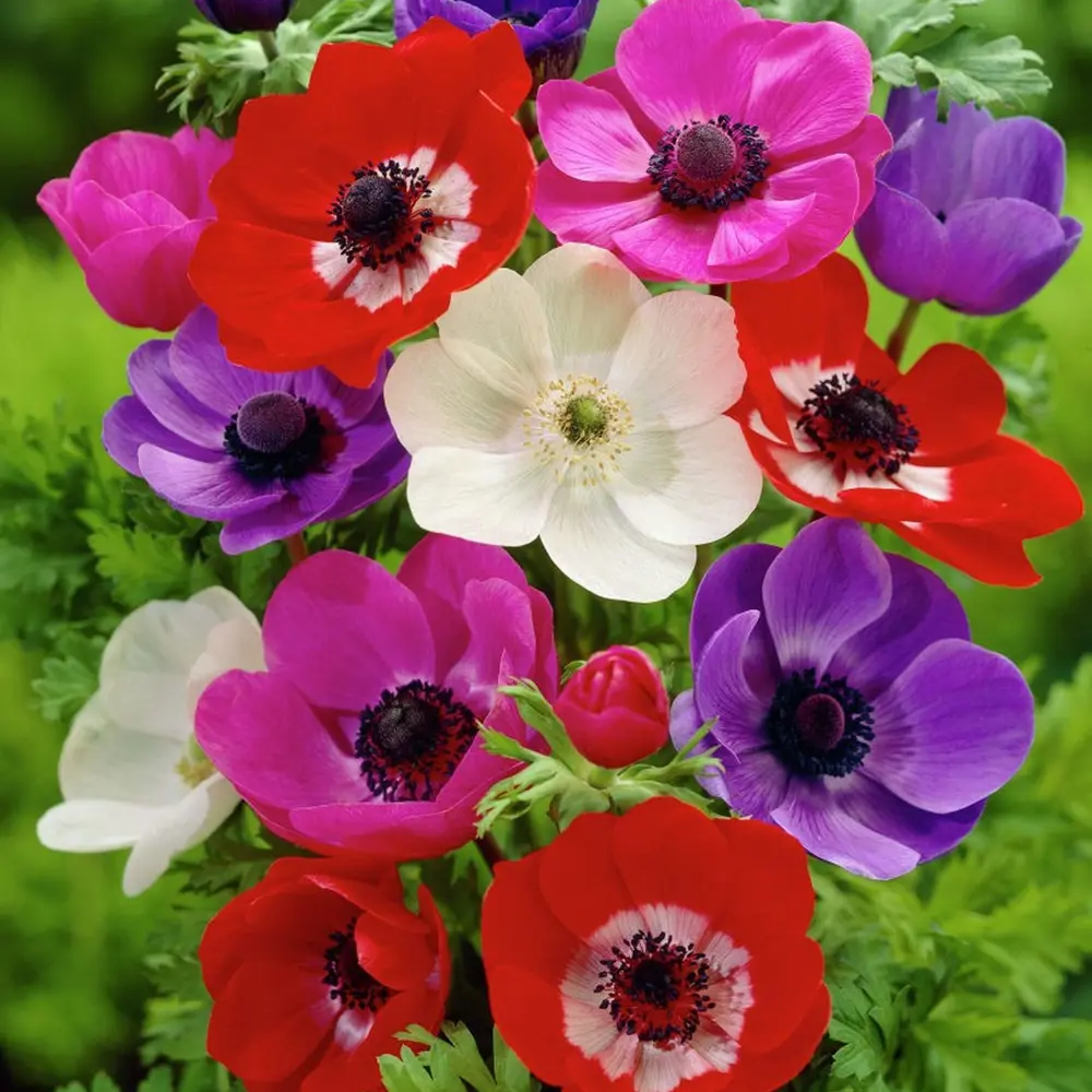 Анемона Geolia «De Caen» STLM-2010784