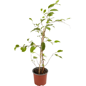 Фикус Бенджамина Эстер 13x35 см 12502104 STLM-2144952