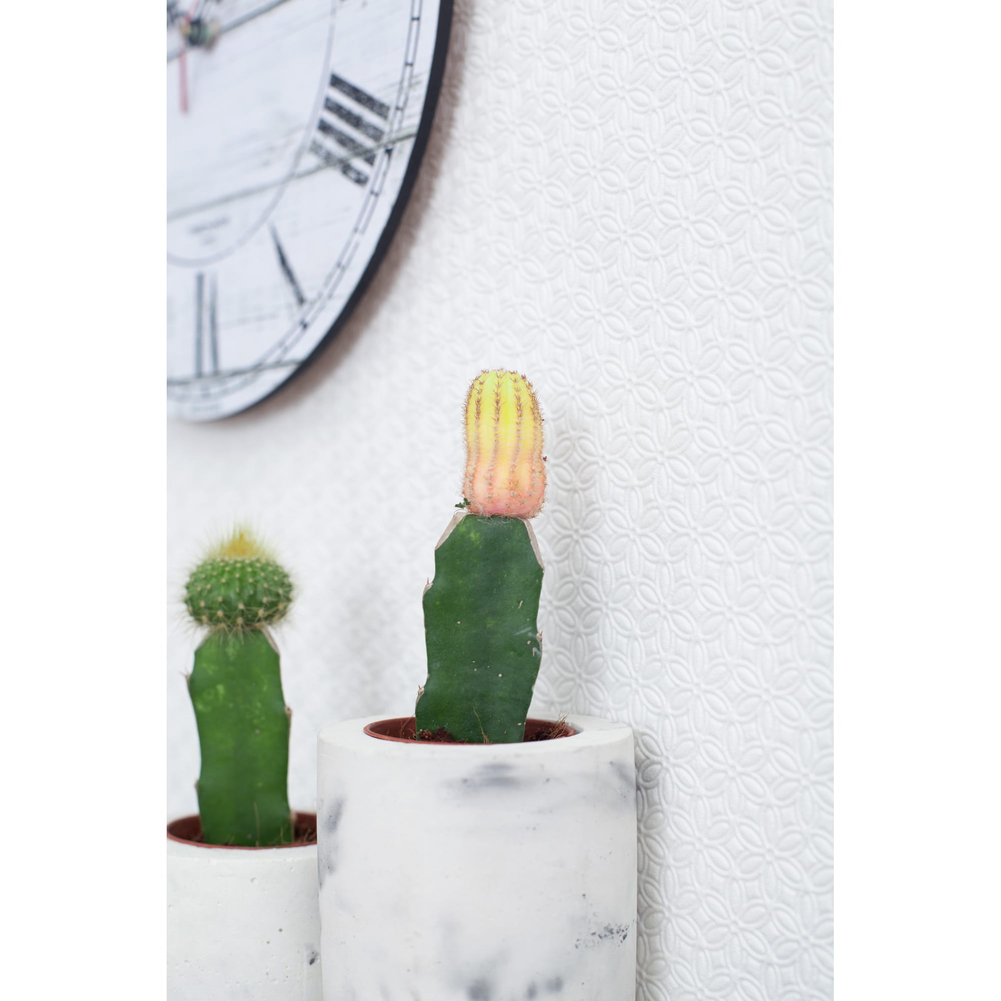 13533922 Гимнокалициум микс 85х15 см Santreyd  - Вид №2