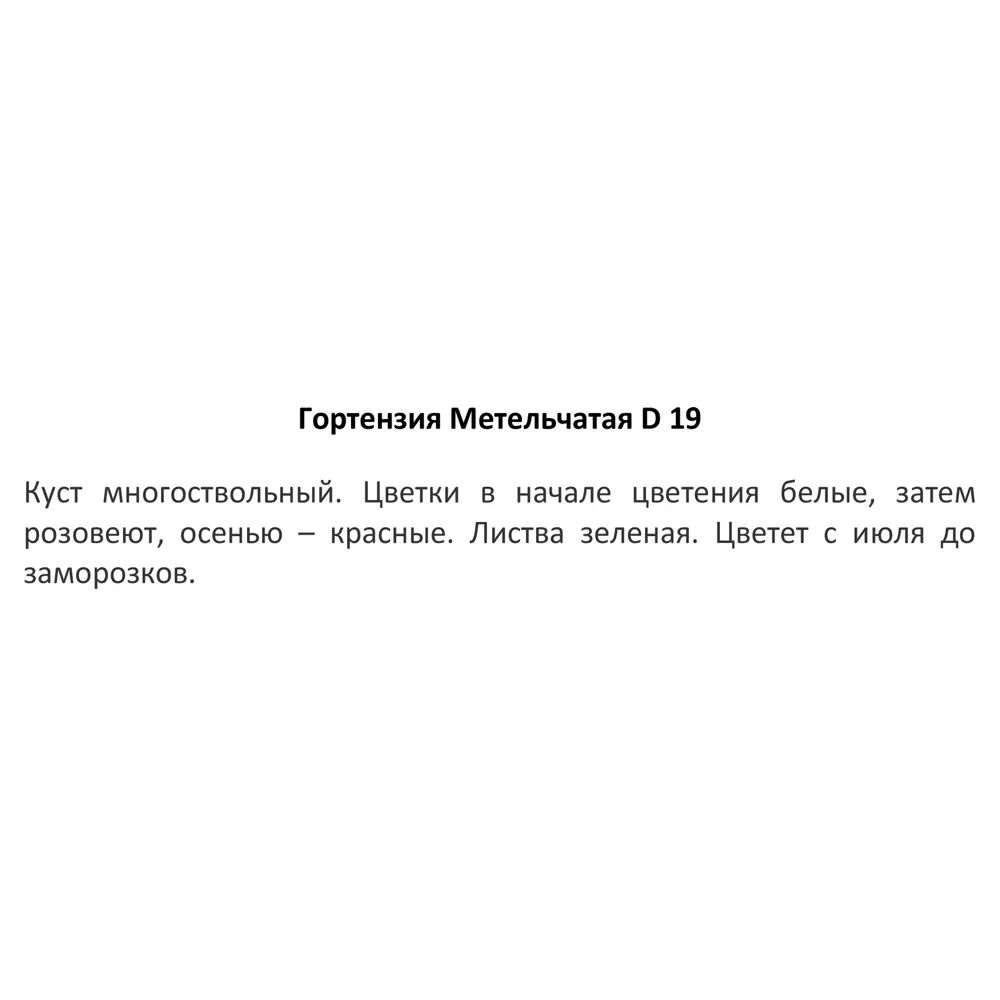 Гортензия метельчатая ø19 h40 см 83248163 STLM-2131482 Santreyd  - Вид №1