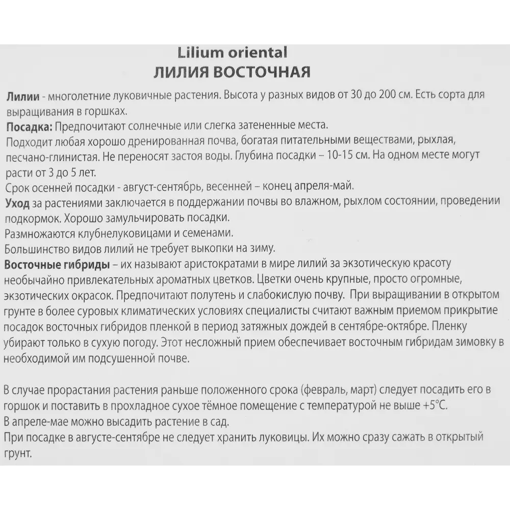 Лилия восточная Кзотико луковица 14/16 88294773 STLM-2072230 Santreyd  - Вид №2
