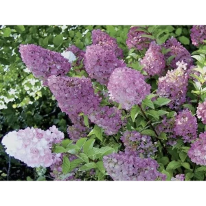 Гортензия метельчатая «Сандей Фрайз» 15x20 см 82594838 STLM-2093459