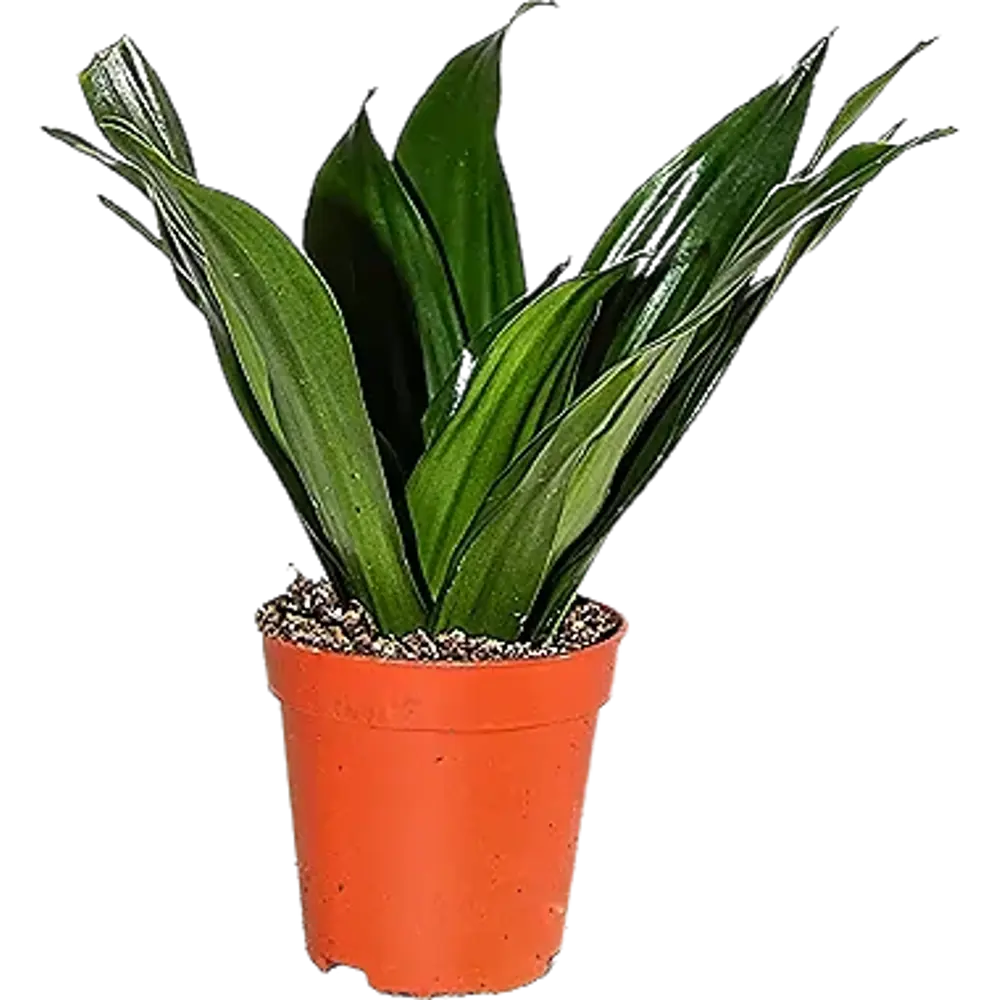 Santreyd Драцена Мини микс — изящное комнатное растение с ажурной листвой 87819516 STLM-0075865 - Вид №2