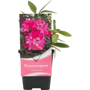 Рододендрон гибридный «Орнамент» 9x20 см 82601840 STLM-2034813