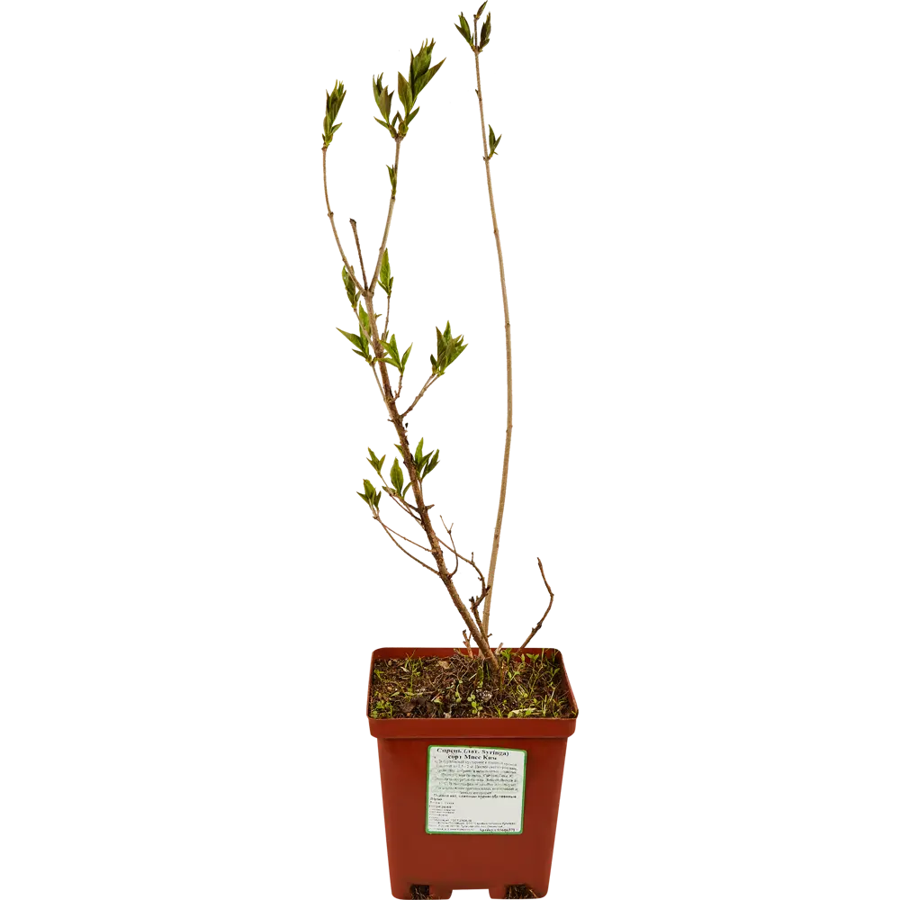 Сирень сортовая Santreyd - ароматное украшение сада 85606571 STLM-0064528 - Вид №2