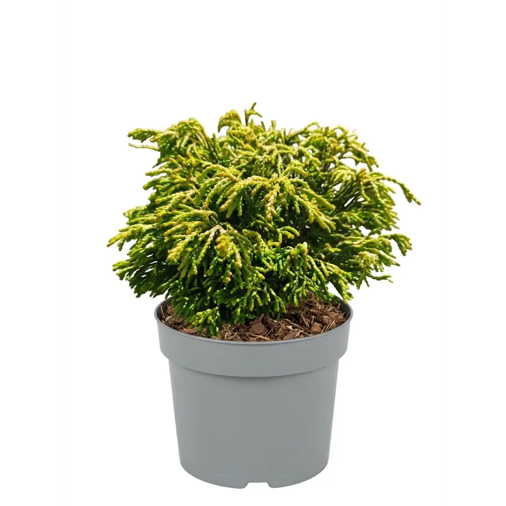 Кипарисовик туполистный Гитте ø13 h15 см Santreyd STLM-2036459