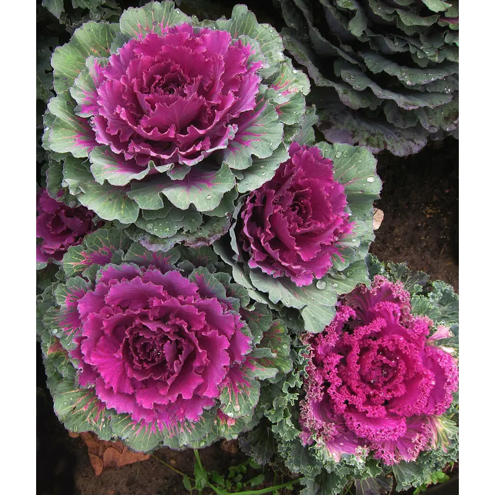 Капуста декоративная 12x10 см Santreyd STLM-2205797