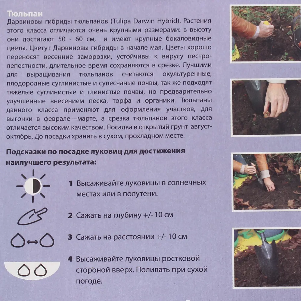 Тюльпан «Дэйдрим», размер луковицы 11/12 82008123 STLM-2109801 Santreyd  - Вид №2