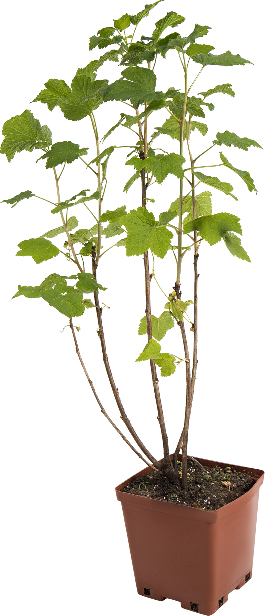 Саженец смородины белой Версальская C2 40 см 82597130 Santreyd STLM-0031012