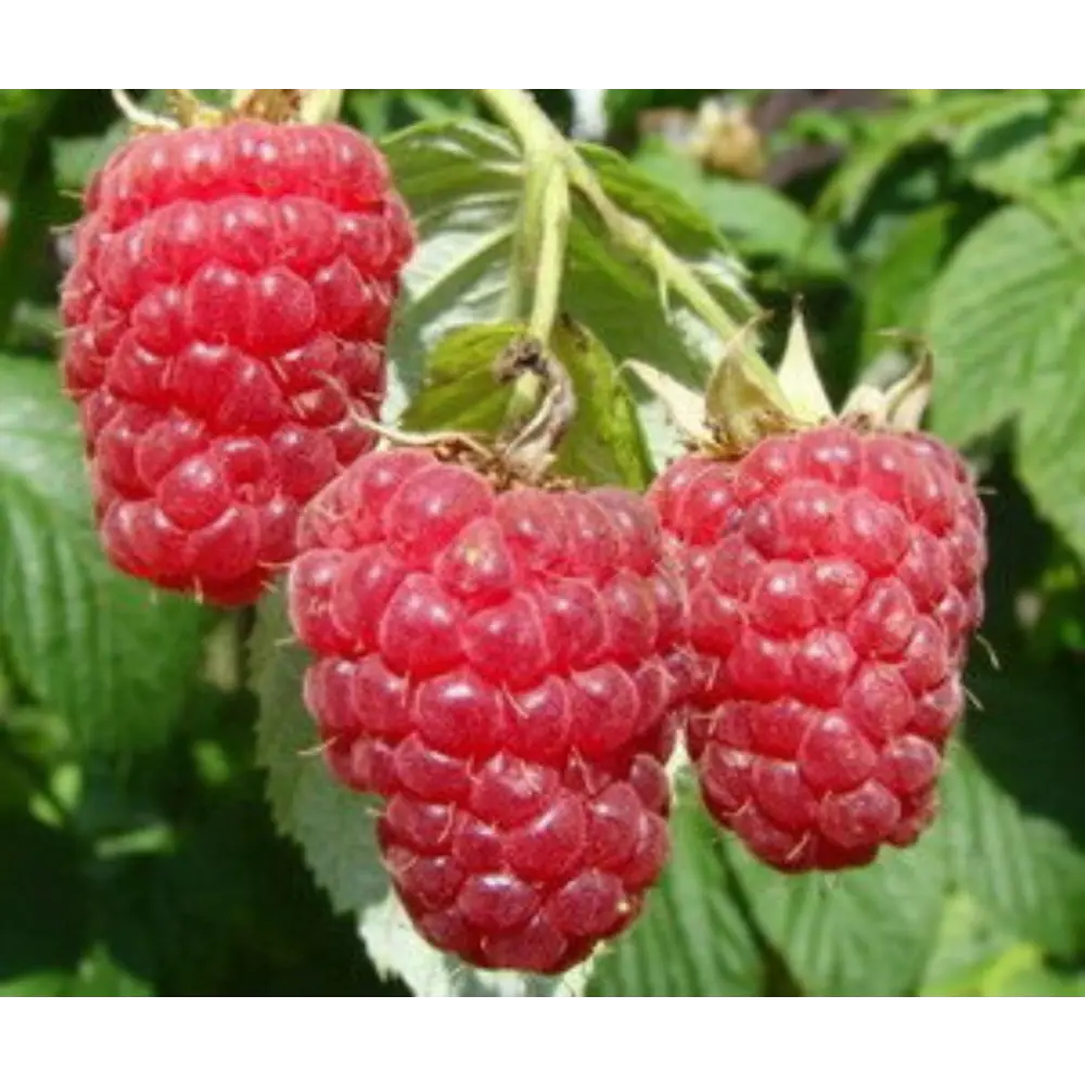 Малина Красная гвардия ø15 h45 см 84659534 STLM-2125416 PLANTMARKET 