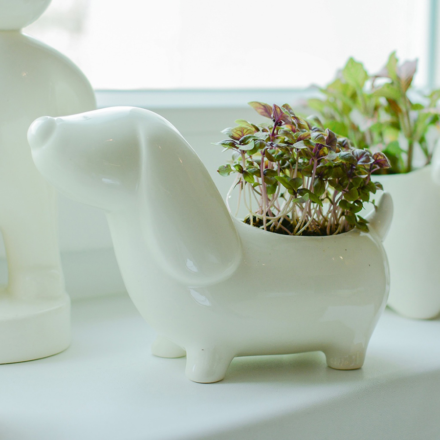 ECS-3-05 Набор для выращивания eco собачка Экочеловеки  - Вид №2