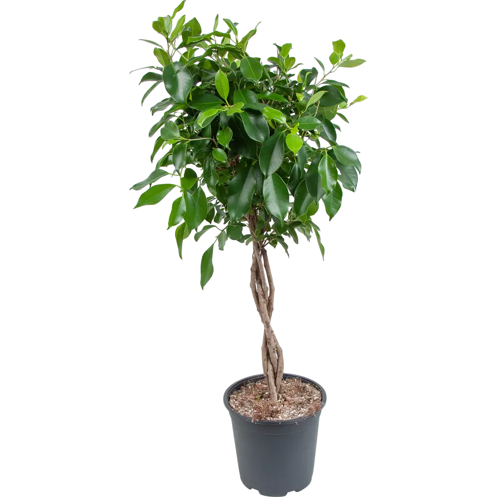 Фикус микрокарпа "Нитида переплет" 21x90 см 82850360 STLM-2090188 Santreyd 