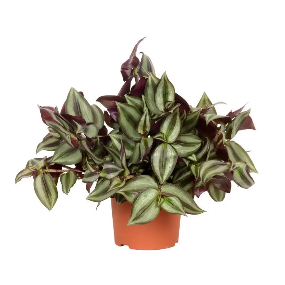 89394854 Традесканция Зебрина ø12 h25 см STLM-1423102 Santreyd 