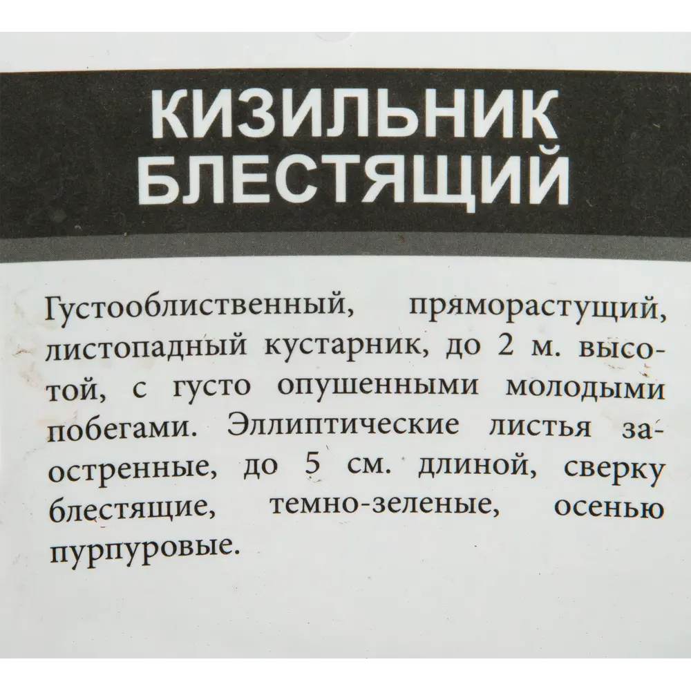 Кизильник блестящий 2 л h40 см 82207559 STLM-2178822 Santreyd  - Вид №1