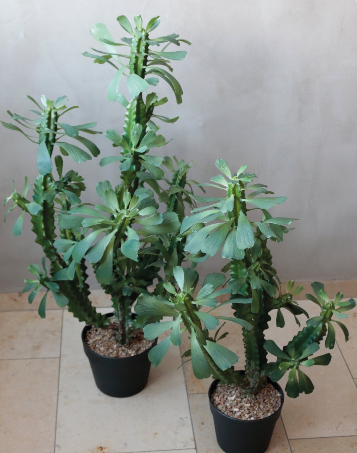 6148 883 a3 Молочай искусственный тригона, горшечный, 88 см, зеленый H-andreas  - Вид №9