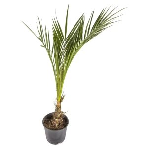 Финик канарский 17х110 см 11591467 STLM-2063816