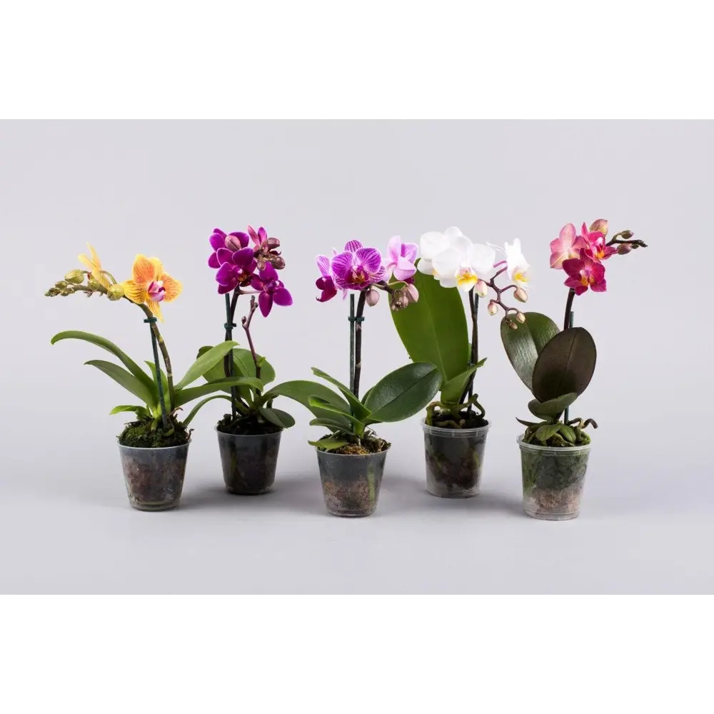 Santreyd Орхидея Фаленопсис мини - цветущее совершенство в вашем интерьере 85324971 STLM-0953531 - Вид №3