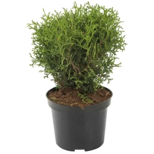 Туя западная Тини Тим Santreyd - шаровидный хвойный кустарник для ландшафтного дизайна 89365410