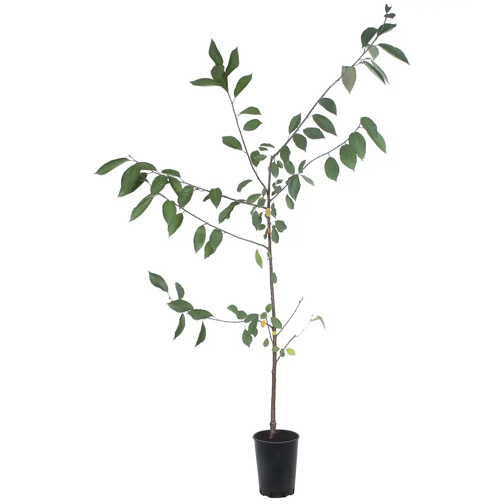 Вишня «Шоколадница» С7-С10 81969350 STLM-2003000 PLANTMARKET 