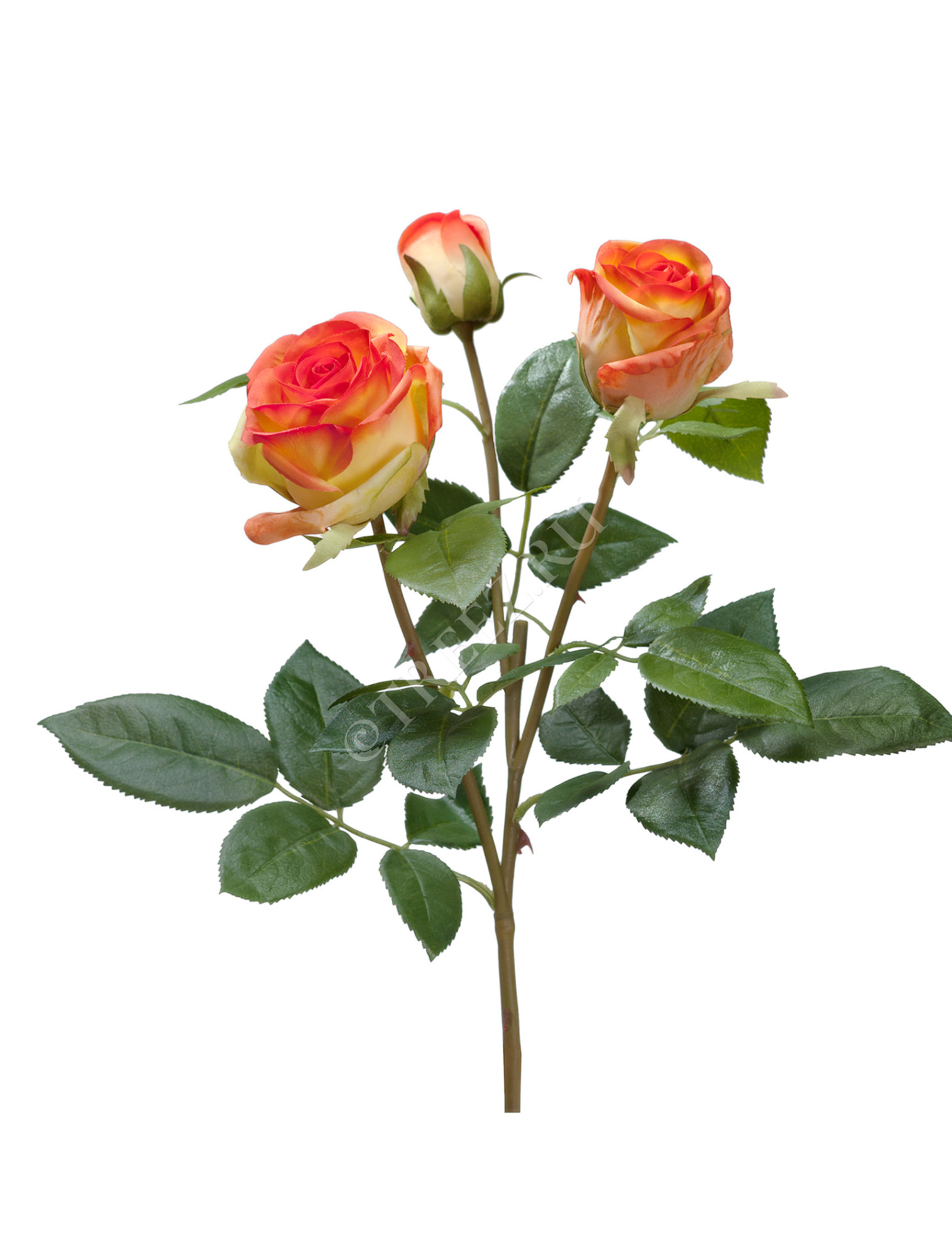 30.0611065OR Роза Флорибунда Мидл ветвь золотисто-оранж Цветочная коллекция 