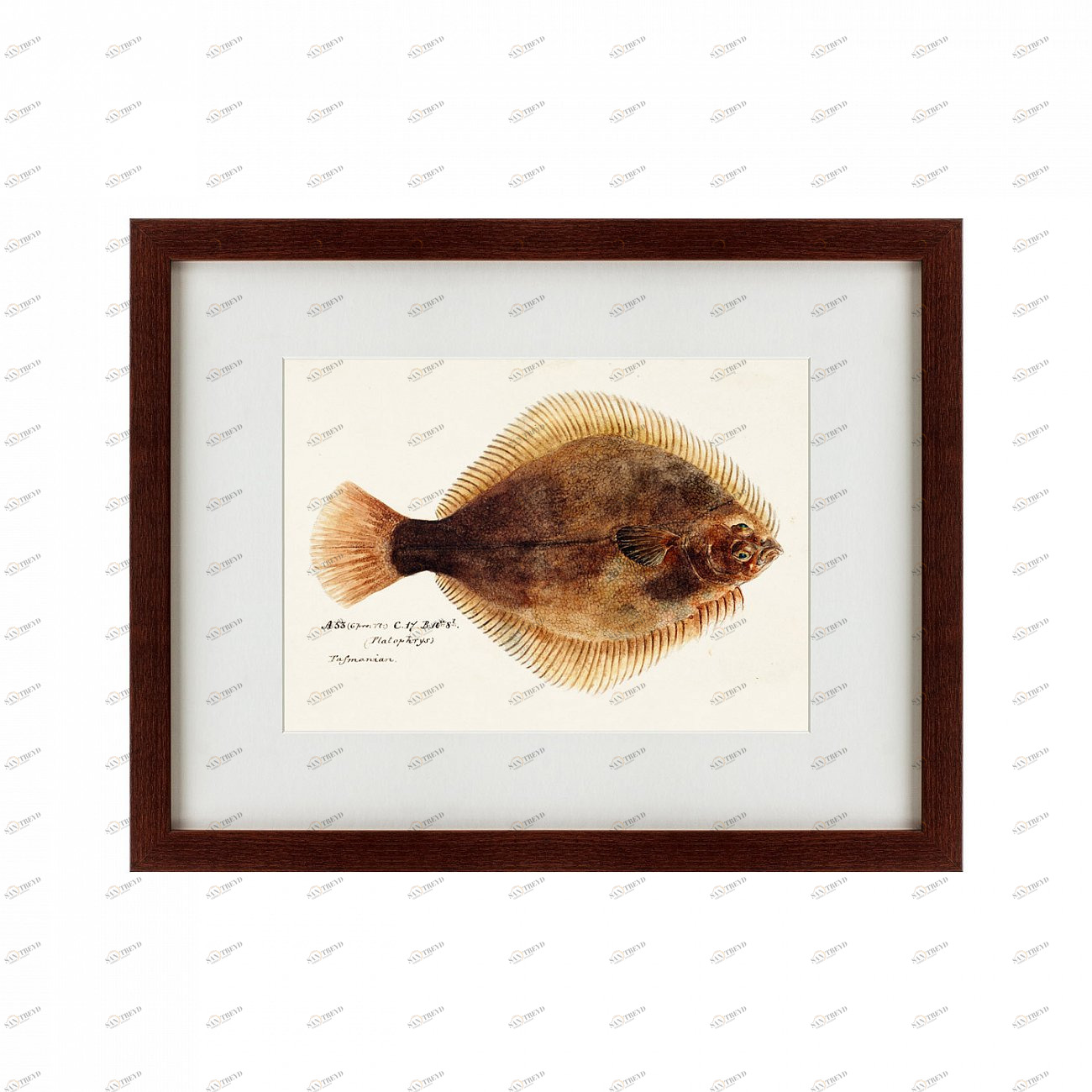Литография на тонированной бумаге 47х60 см Southern Pacific fish illustration, 1850 КАРТИНЫ В КВАРТИРУ  135741 Бежевый;белый;черный;разноцветный 