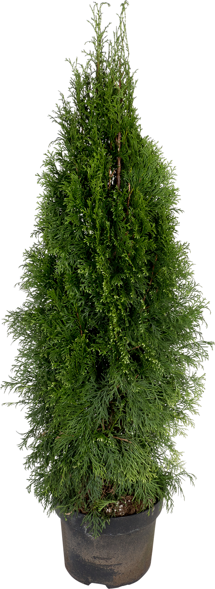 Туя Смарагд от Santreyd — изумрудное украшение вашего сада 82219055 STLM-0022192