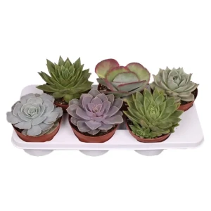 Суккулент микс 4 варианта 12x25 см 82877381 STLM-2020960