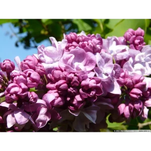 Сирень Катерина Хавемейер h30-40 см 85320139 STLM-2150376